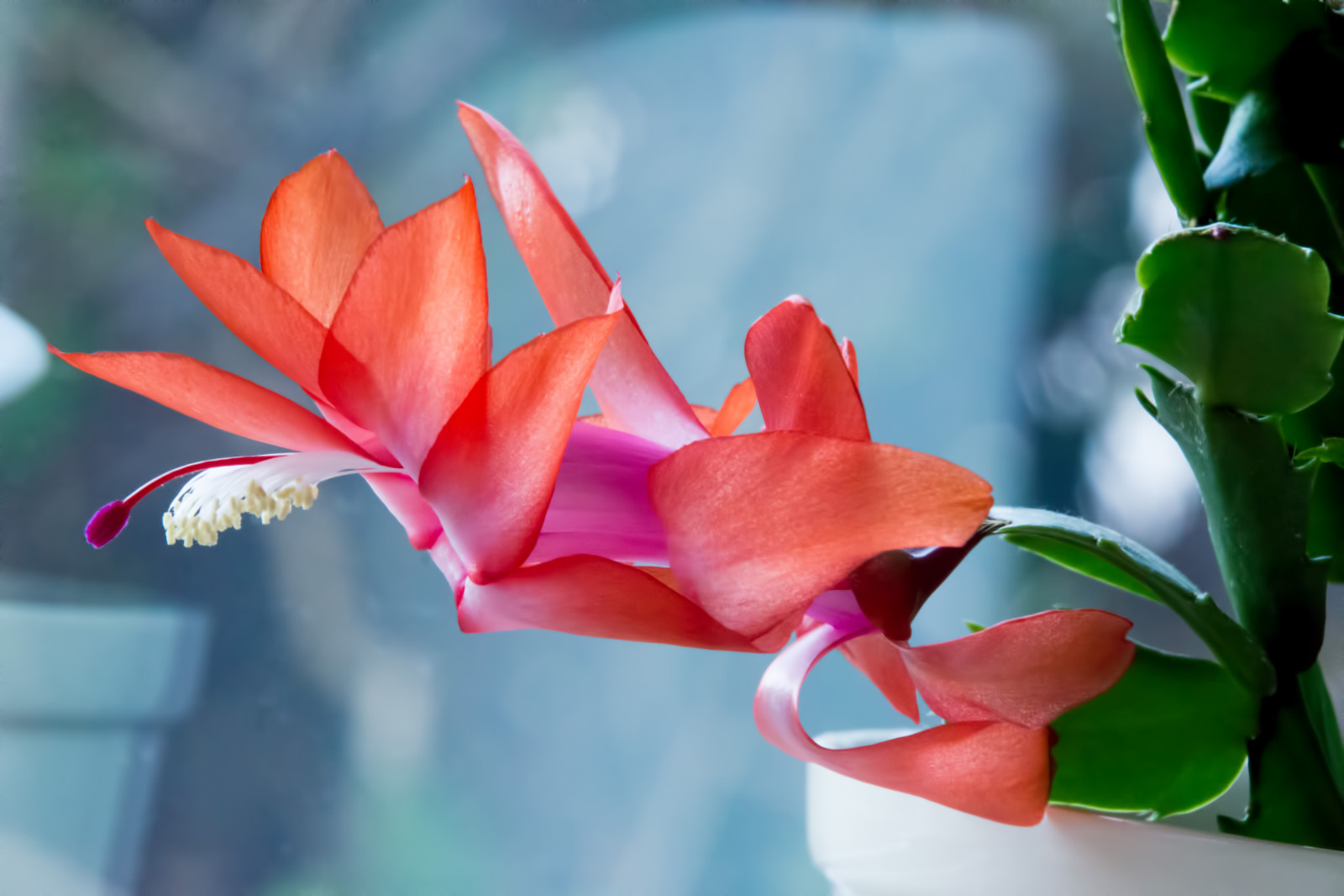 bloemen, Christmas Rose, roze, de lente, blad, bloem, fabriek, flora, bloemblad, 6000x4000 px, computer wallpaper, bloeiende plant, detailopname, macrofotografie, plantenstengel