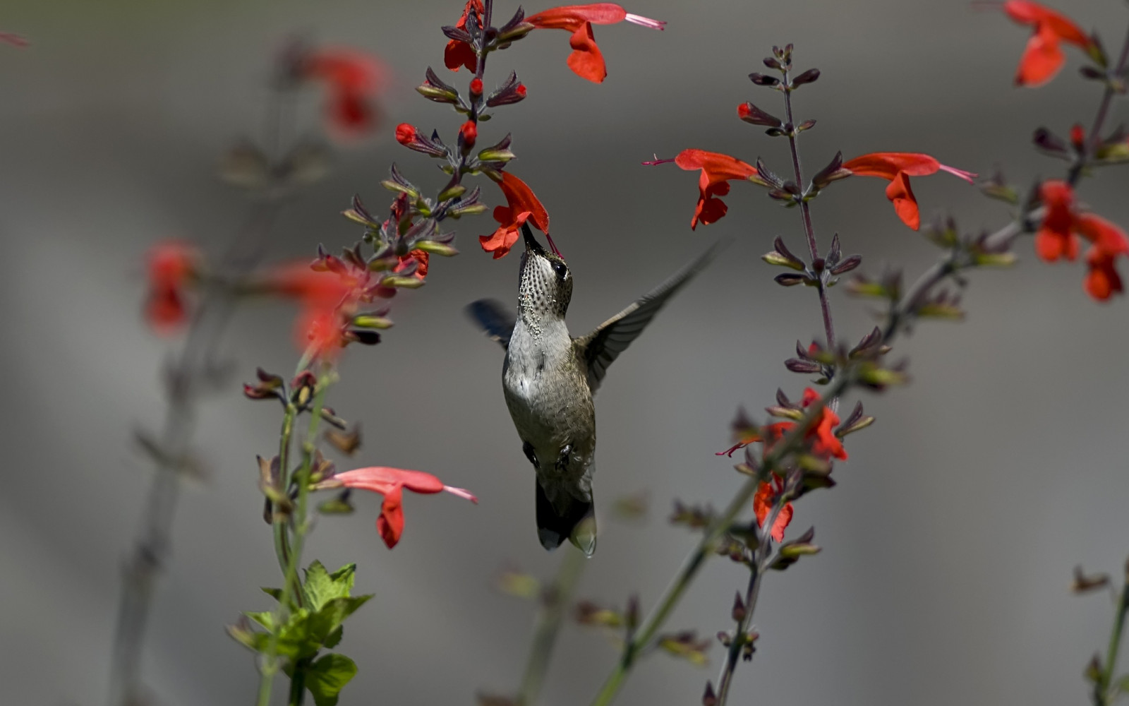 des oiseaux, animaux, fleurs, la nature, branche, Colibris, feuille, fleur, plante, oiseau, flore, colibri, faune, 2560x1600 px, Oiseau perching, vertébré, botanique, Pollinisateur