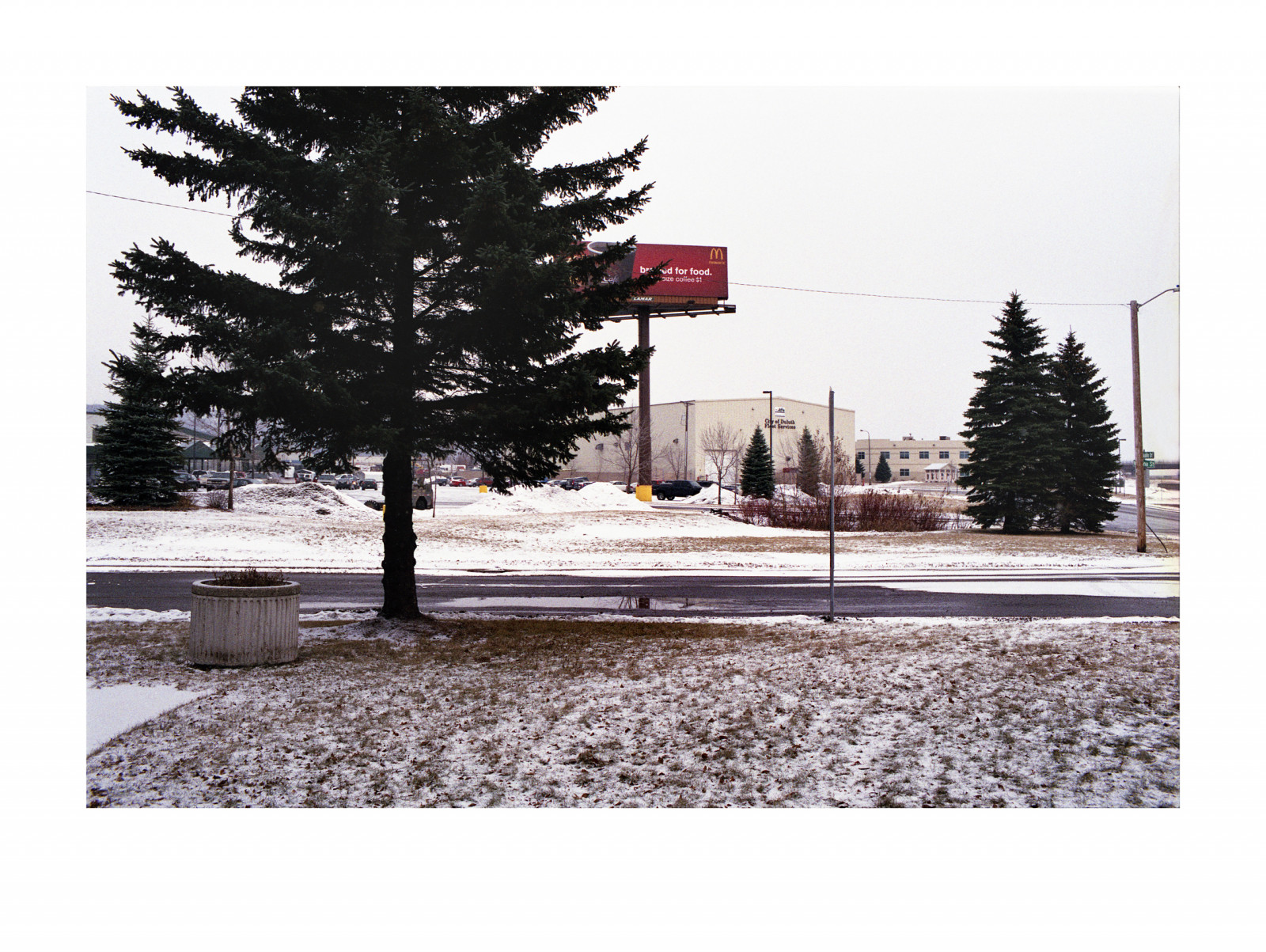 sníh, zima, strom, zmrazení, jehličnatý strom, borovice rodina, větev