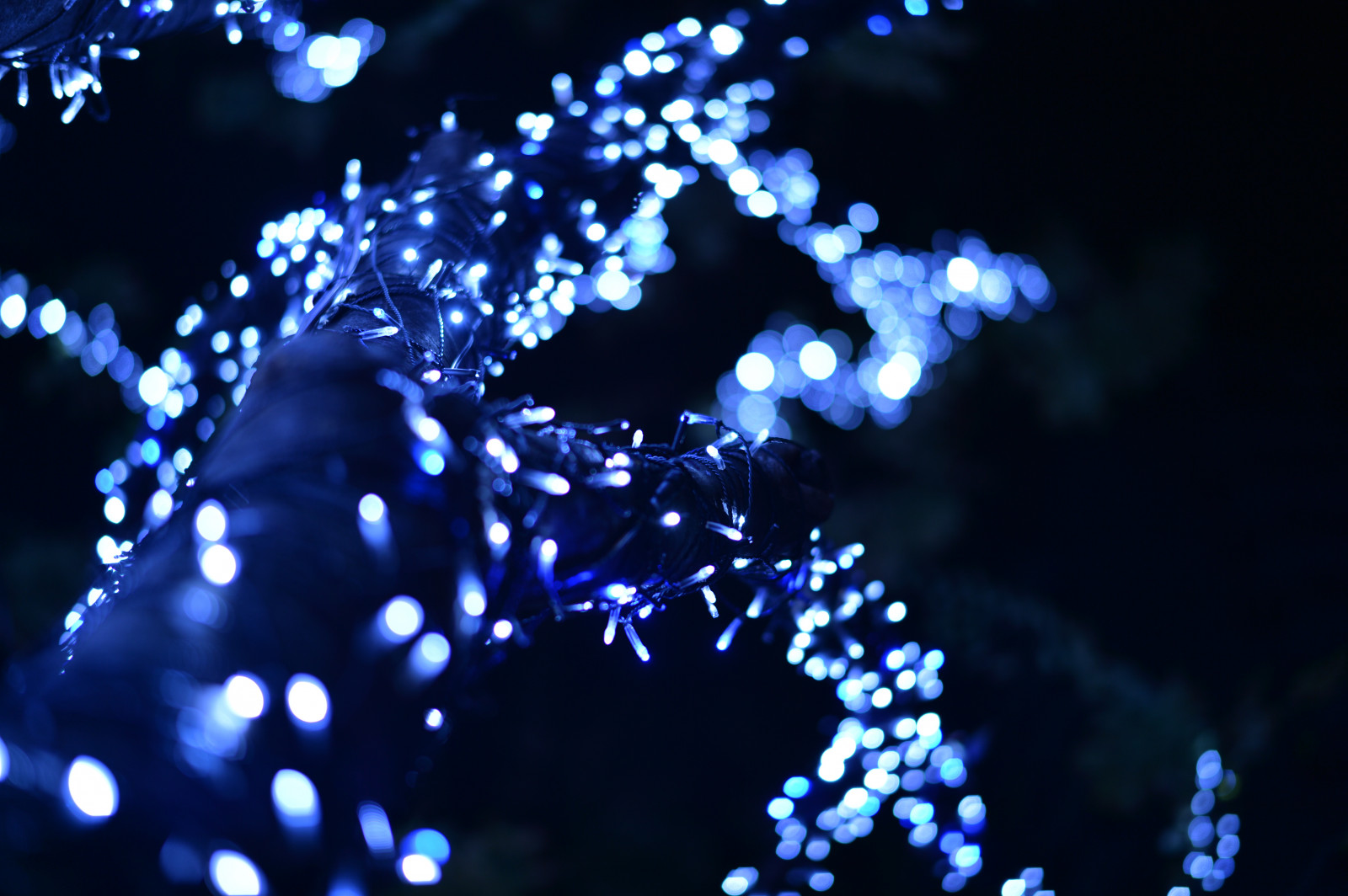 Japan, nat, afspejling, afdeling, blå, Nikon, julelys, Tokyo, Jp, lys, NIKKOR, blomst, belyst, belysning, mørke, df, roppongi, keyakizaka, afs58mmf14g, afsnikkor58mmf14g, belyse, juledekoration