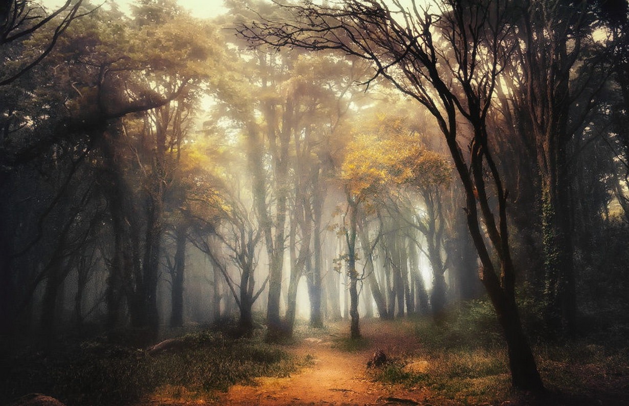 1230x793 px, forêt, paysage, brouillard, la nature, chemin, Portugal, Arbustes, lumière du soleil, lever du soleil, des arbres