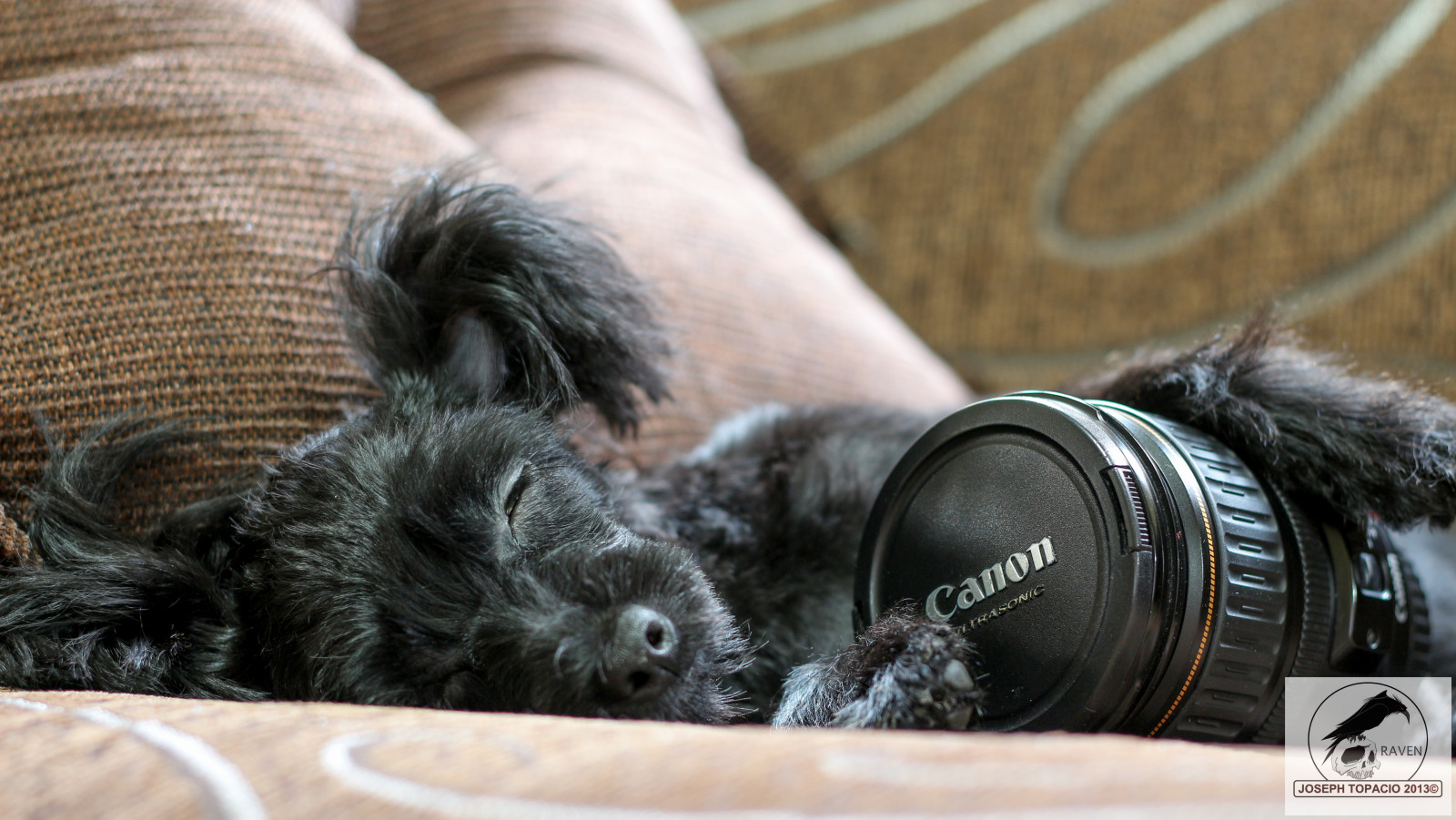 spací, Pes, yorkie, štěně, Joseph, eos, 50mm, Yorkshire, Filipíny, gauč, pudl, 28135 mm, ultrazvukové, Topacio, yorkiepoo, imagestabilizer, 650D, t4i, eflens, imuscity, josephtopacio
