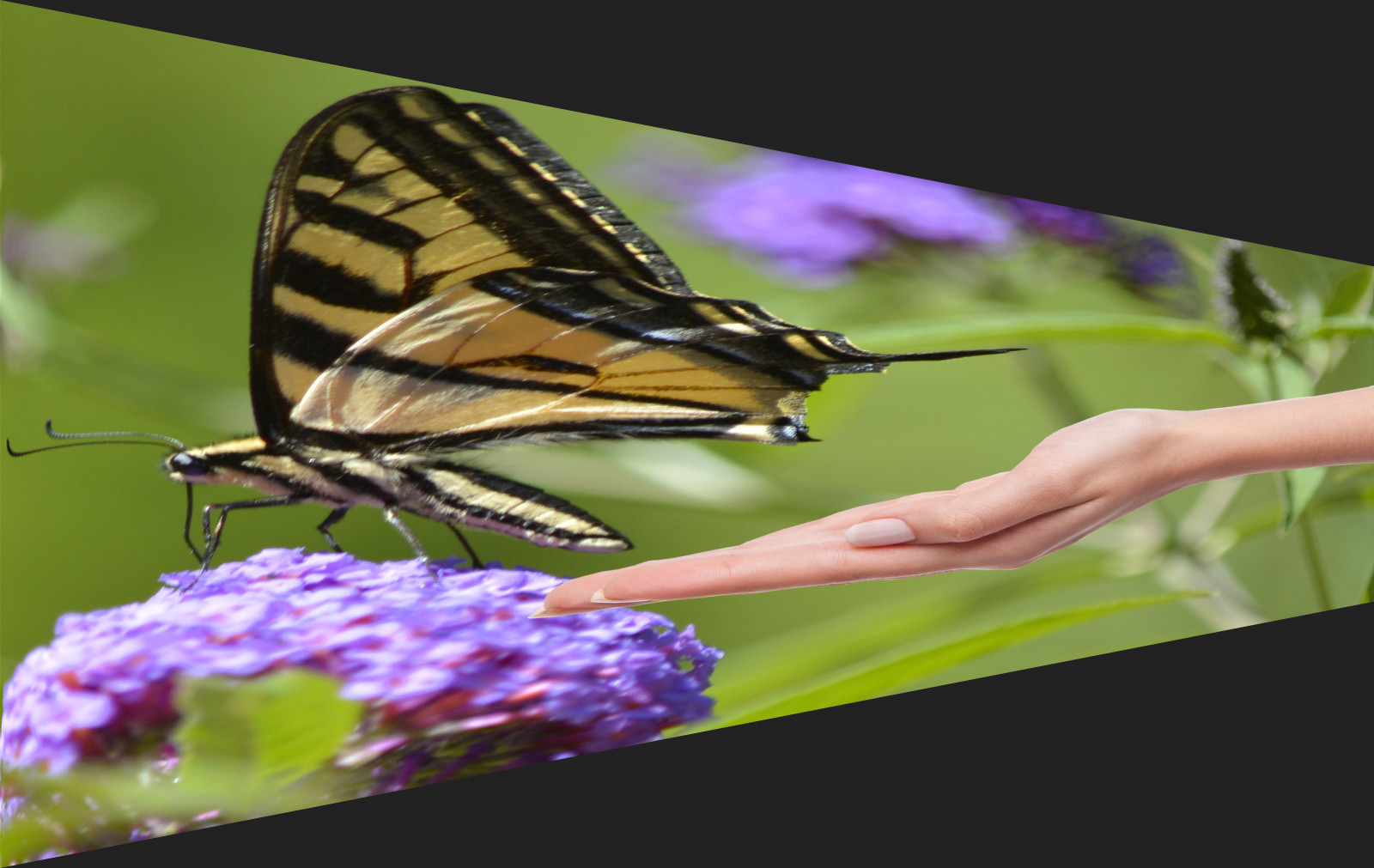 Wallpaper : tiger, insect, bokeh, perspective, moth, hand, bush, macro ...
