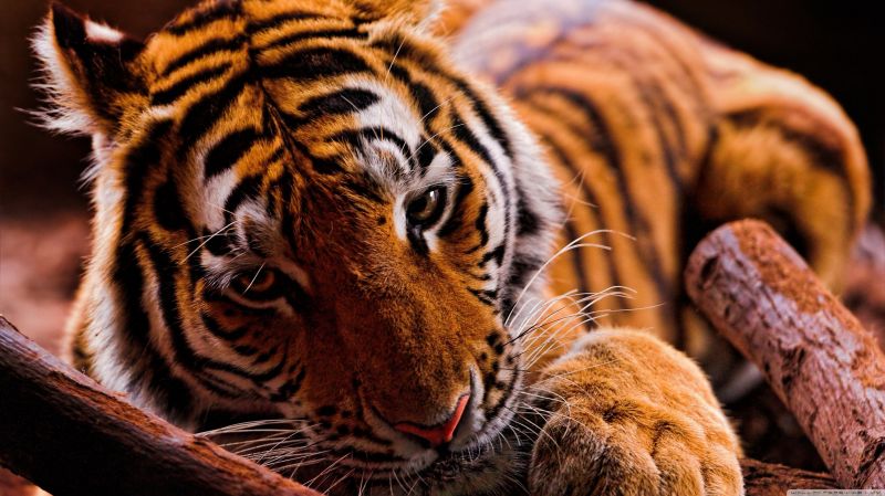 zvěř, tygr, Volně žijících živočichů, velké kočky, zoologická zahrada, kníry zvěř, tygr, Volně žijících živočichů, velké kočky, zoologická zahrada, kníry