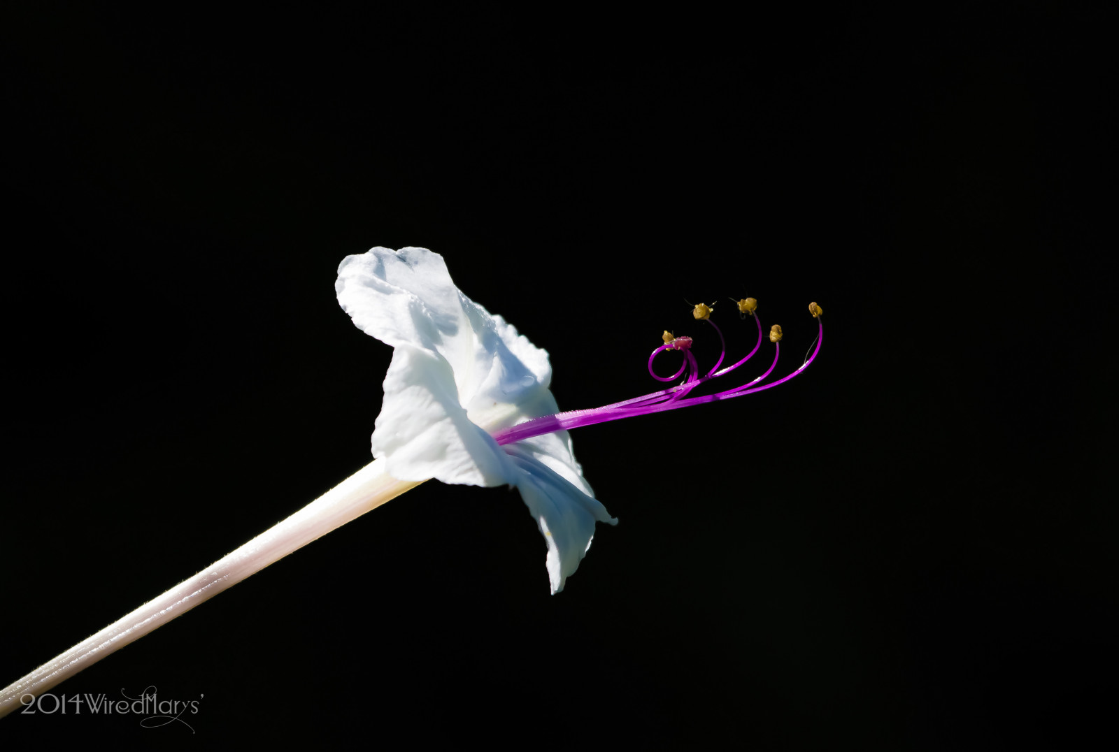 květiny, nachový, květy, minimalistický, Arivaca, cmwdpurple, Sweetfouroclock, canoneos7d, lightroom5, wiredmarys