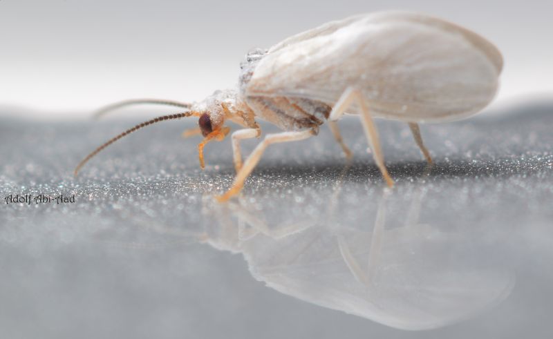 trắng,Vĩ mô,Sự phản chiếu,Gần,Lỗi,Côn trùng