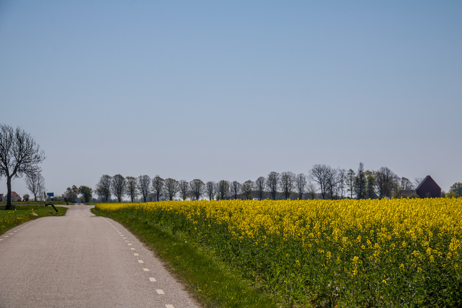 landskab, bakke, natur, græs, himmel, Mark, vej, gul, morgen, horisont, Raps, træ, blomst, plante, landskabet, landsbygd, Gul, f lt, s dersl tt, landskap, raps, rapefield, landbrug, eng, prærie, landdistrikt, blomstrende plante, græs familie, kål, sennep plante