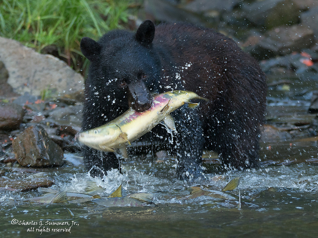 Fond d #39 écran : ours noir Ursusamericanus mammifère charognard