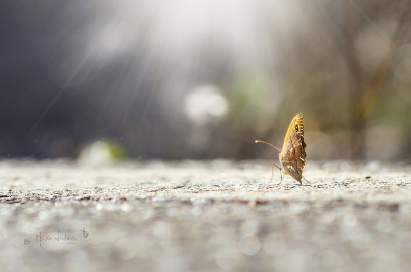 slunečnímu záření, západ slunce, Příroda, tráva, silnice, fotografování slunečnímu záření, západ slunce, Příroda, tráva, silnice, fotografování