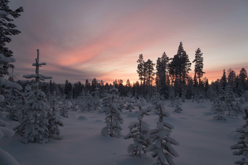 6016x4016 px, forest, landscape, snow, trees 6016x4016 px, forest, landscape, snow, trees