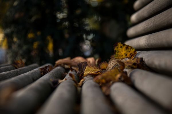 temple,sunlight,nature,photography,wood,branch