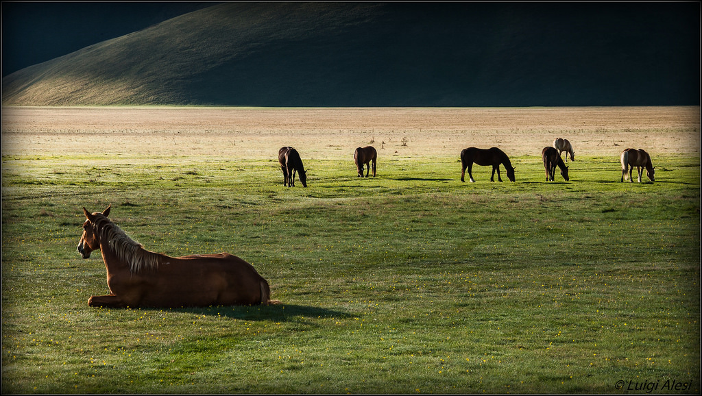 slunečnímu záření, krajina, Itálie, Příroda, kůň, tráva, nebe, park, stín, pole, ráno, Volně žijících živočichů, hospodařit, Nikon, Umbrie, Perugia, Drsný, step, světlo, strom, národní, scenérie, lučina, hospodářská zvířata, Italia, pastvina, stádo, louka, di, prostý, natura, štika, parco, Ombra, d90, grande, paesaggio, Monti, nazionale, Sibillini, prérie, Norcia, pian, castellucio, ranč, pascolo, venkov, ekosystém, savana, hříva, kůň jako savci, mustang kůň, pack animal, pastvisko, cavalli, ekoregion, Bestofnature