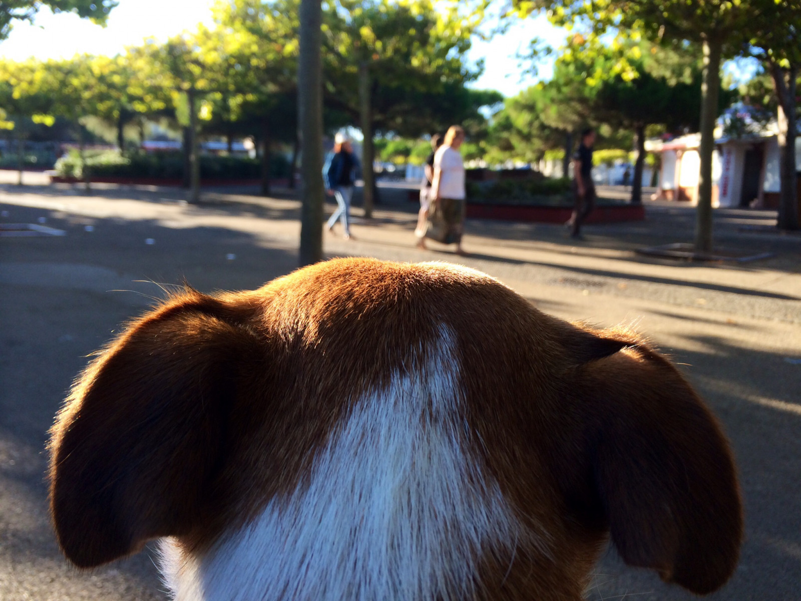 Francie, Zvedák, Domácí mazlíčci, zvíře, psi, chien, aquitaine, čenich, pes jako savec, teriér, JRT, jackrussell, Biscarrosseplage