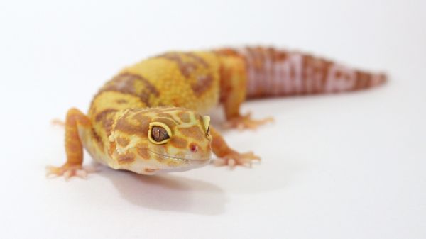 white background,reptiles,gecko,leopard geckos,lizard,reptile