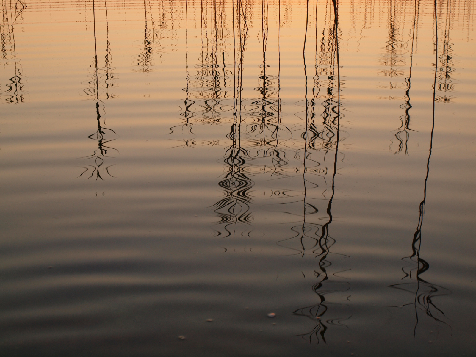 Fond d'écran le coucher du soleil, été, Soleil, Lac, eau, nager, Lago