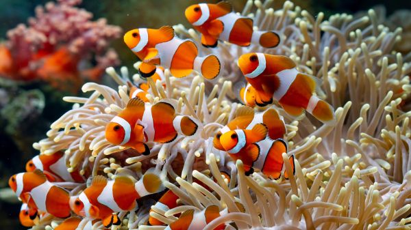 underwater,sea,coral,fish,animals,tropical fish