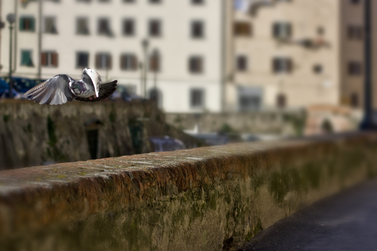 strada, Italia, acqua, riflessione, parete, strada, legna, mattina, Canone, Volare, Livorno, 2009, colore, piccione, Italia, toscana, 450d, area urbana, corso d'acqua, piccione, febbraio, Gigilivorno, febbraio2009, Fossi