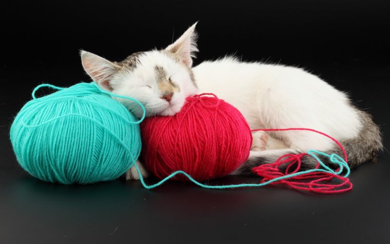 бял, котка, мустаци, кожа, коте, бозайник бял, котка, мустаци, кожа, коте, бозайник
