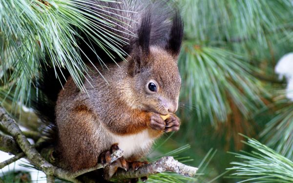 squirrel, spruce, tree, sitting, eating, enthusiasm