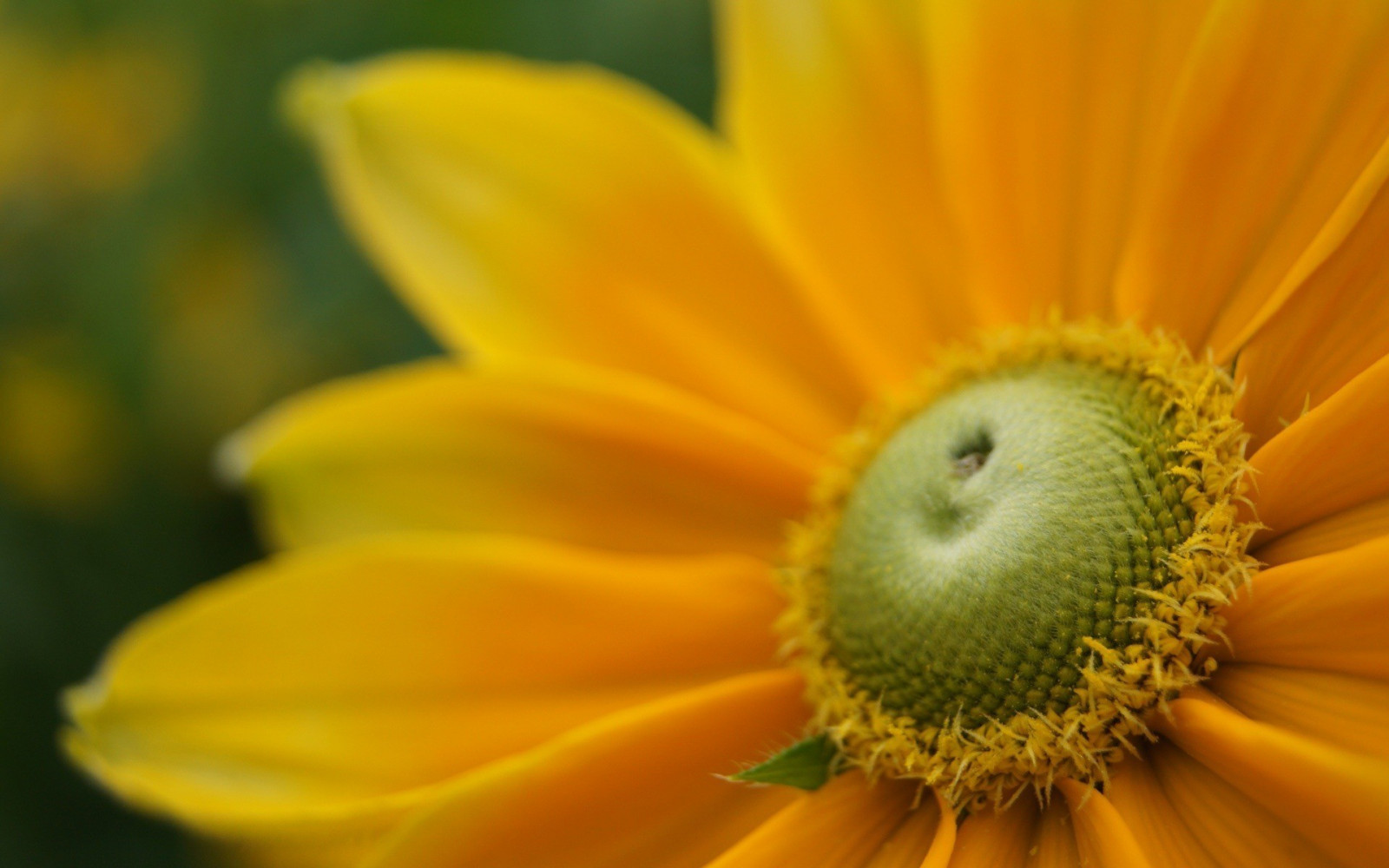 bunga-bunga, alam, fotografi, kuning, serbuk sari, bunga, menanam, bunga matahari, Flora, daun bunga, bunga liar, botani, tanaman tanah, tanaman berbunga, merapatkan, fotografi makro, batang tanaman, keluarga daisy