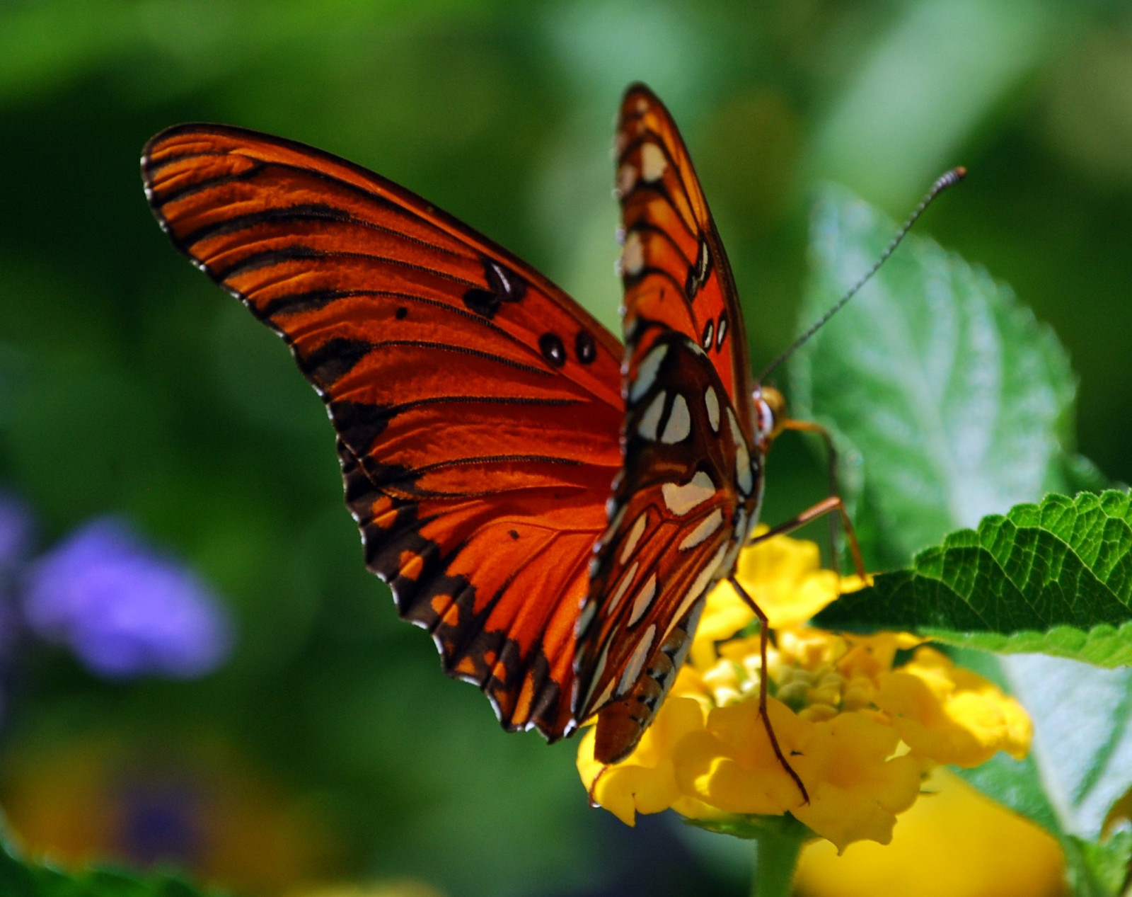 motýl, hmyz, Volně žijících živočichů, záliv, BRAVA, květ, saariysqualitypictures, 100commentgroup, mywinners, vosplusbellesphotos, makro fotografie, bezobratlý, organismus, nektar, opylovači, můry a motýli, lycaenid, motýl monarcha, štětec footed motýl, fritillary