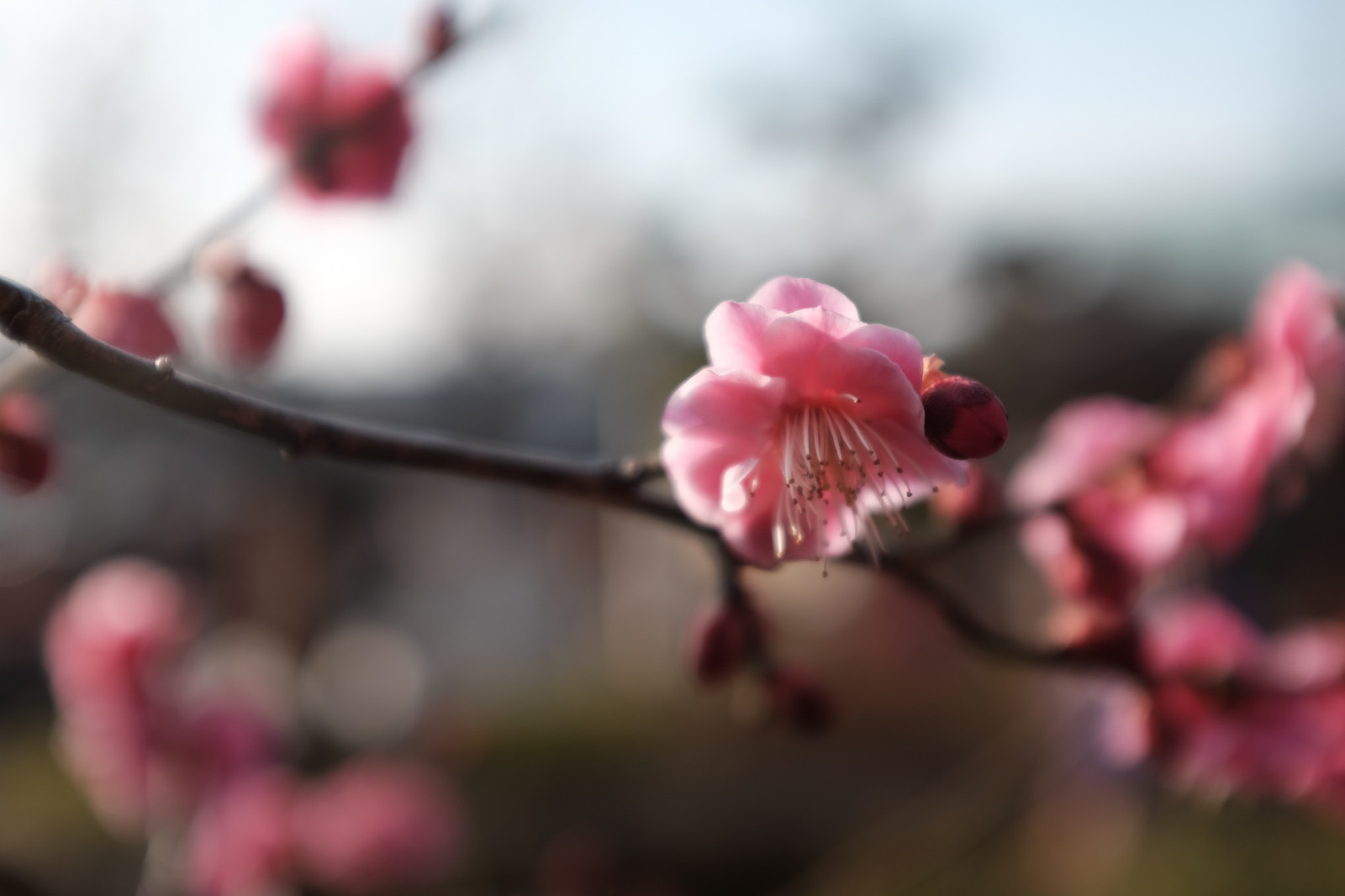 Japonsko, Červené, fotografování, větev, Třešňový květ, květ, růžový, jaro, Tokio, Fujifilm, list, květ, rostlina, UME, flóra, pupen, okvětní lístek, Fujinon, ikegamibaien, Ikegami, japaneseapricot, classicchrome, x, x100, x100t, vyrobit, suchozemská rostlina, kvetoucí rostlina, zblízka, makro fotografie