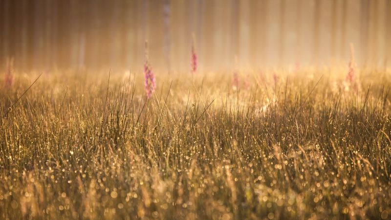sollys, Skov, solnedgang, natur, græs, planter sollys, Skov, solnedgang, natur, græs, planter