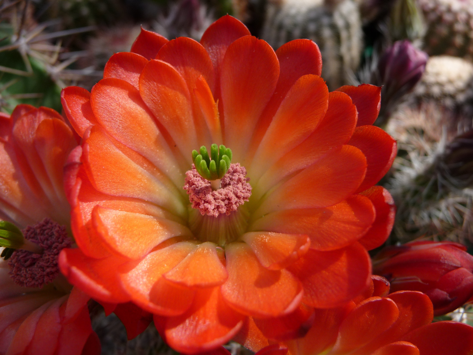 ดอกไม้, สีแดง, แคคตัส, ฟลอเรส, เน่า, fleurs, Rouge, rojo, พืช, บุปผา, Vermelho, Fiori, Rosso, kaktusbl สิบ