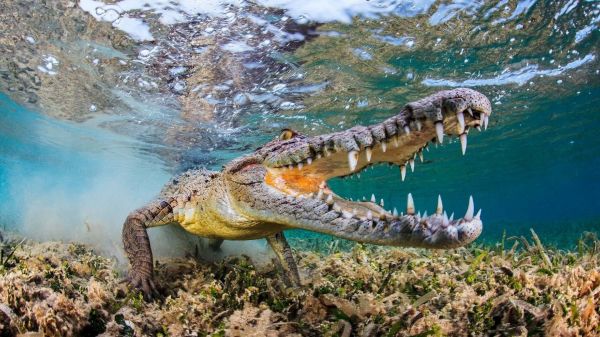 animals, bubbles, fangs, 1920x1080 px, fisheye lens, muzzles