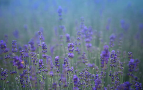 flowers, field, summer, lavender, pentax, light