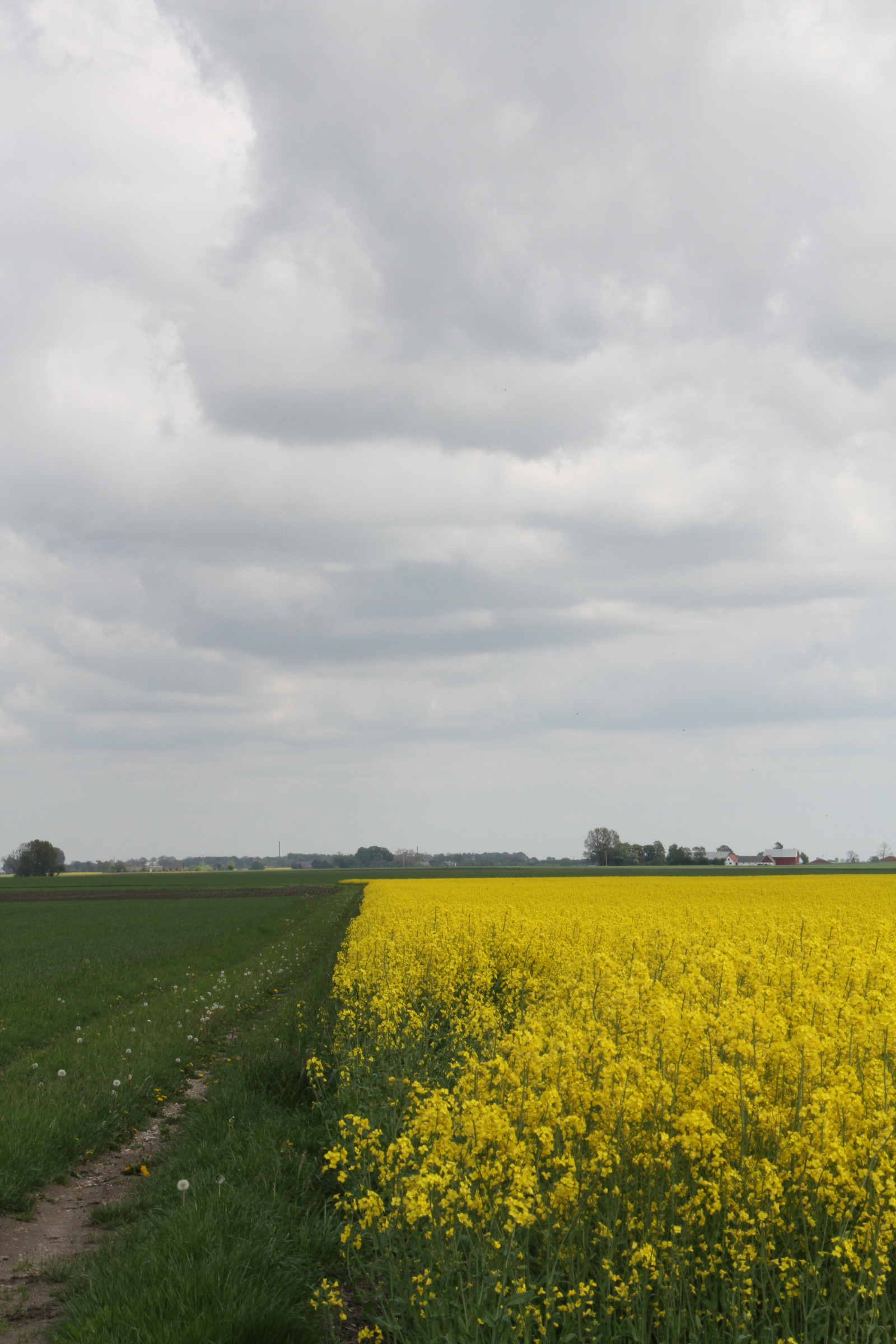 Wallpaper landscape, food, sky, field, yellow, horizon, Rapeseed