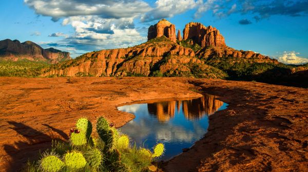 landscape, cactus, nature, clouds, sky, pond