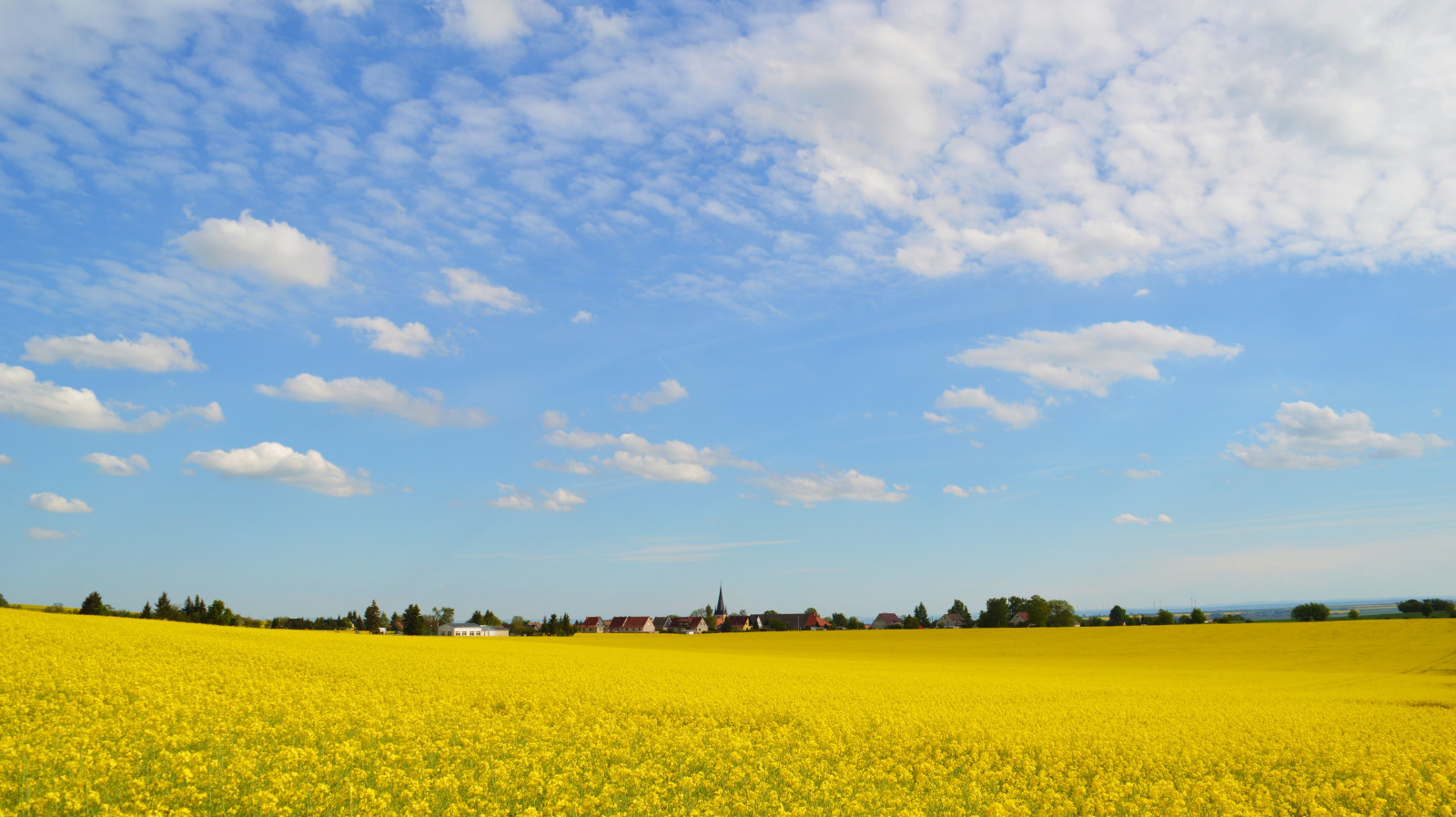 krajina, jídlo, nebe, pole, mraky, Německo, horizont, 2015, jaro, mai, řepkového, Landschaft, květ, lučina, rostlina, venkov, deutschland, nárazy, jaro, řepka, zemědělství, louka, prostý, fr hling, th Ringen, prérie, Feld, smět, oříznutí, rapsfeld, venkov, vyrobit, suchozemská rostlina, kvetoucí rostlina, tráva rodina, zeleninový, brassica, hořčice závod, hořčice a zelí rodina, Durynsko, kyffh userkreis, koolzaadteelt, oberspier, spearstown