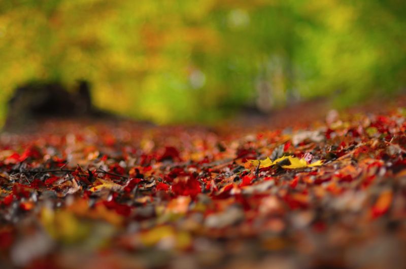 2560x1700 px, cair, sai, Macro 2560x1700 px, cair, sai, Macro