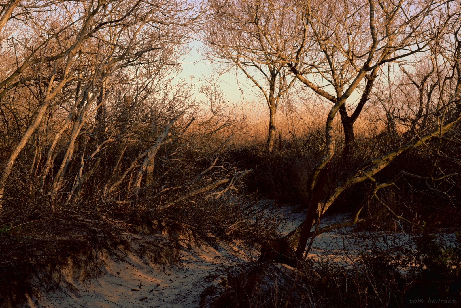 stromy, světlo, Příroda, mimo, pobřeží, les, zřícenina, soumrak, turistika, Procházka, větve, duna, nj, GIMP, nadreálný, pobřeží, duben, NIKKOR, magichour, Corsonsinlet, nikond5300