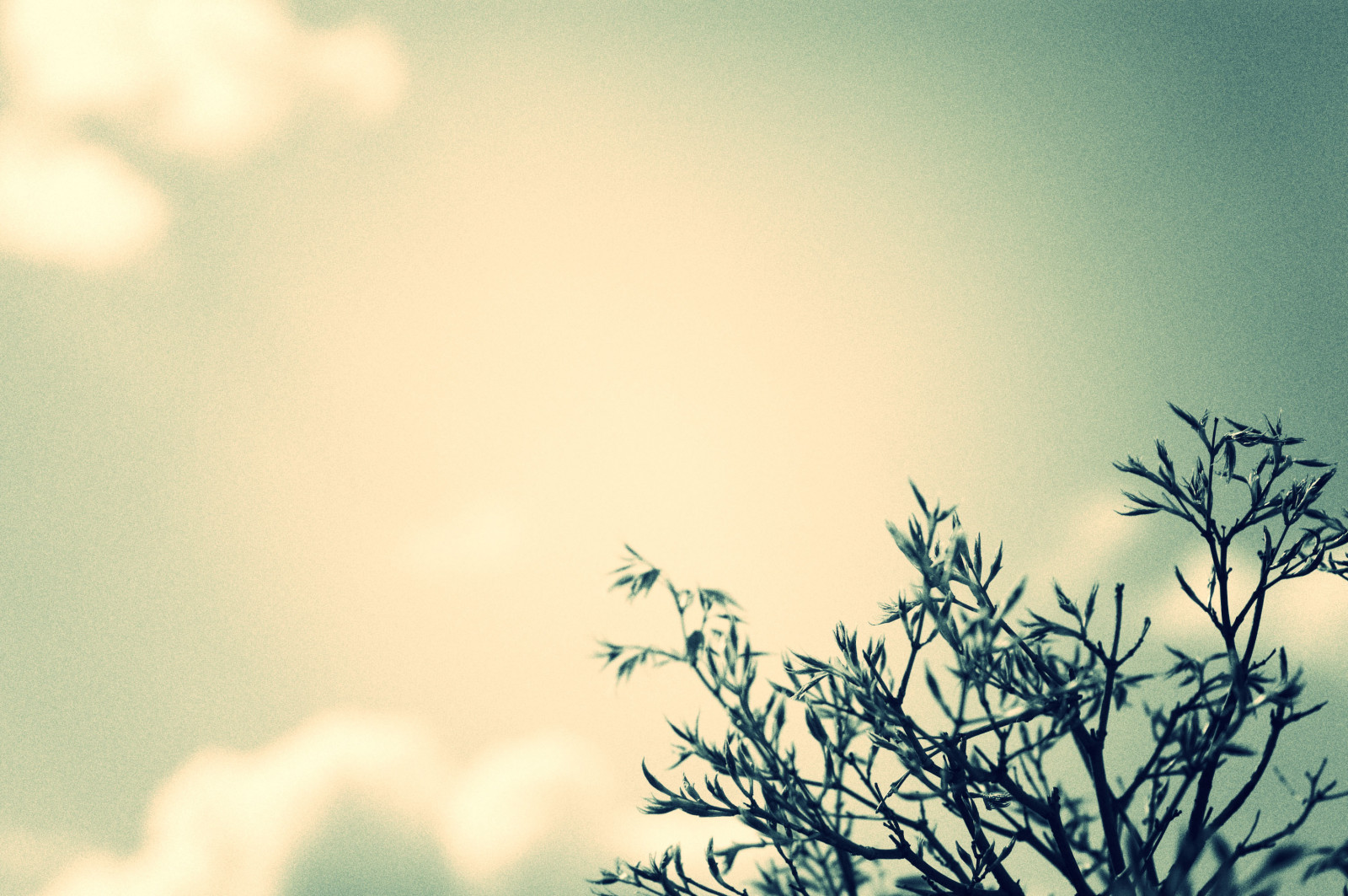 slunečnímu záření, citát, Příroda, tráva, nebe, pole, mraky, větev, zelená, žlutý, modrý, Studený, ráno, mlha, atmosféra, Kanada, jaro, jasný, Vancouver, Létat, ztlumen, 2008, světlo, mrak, strom, list, květ, vysoký, rostlina, větve, před naším letopočtem, zrnitý, louka, předměstí, niftyfifty, smět, nikond50, atmosférický jev, Atmosféra Země, sousedství, makro fotografie, tráva rodina, meteorologický jev, Richmond, nikkor50mmf18, Ach, dobře, natureycrap, da Vinci, řečnění, silhouetteish, crossprocessoverbw, turnedoutsortacool, oddcloudbokeh, highlightsarealmostblownoutwhateverr, andquiteobviouslyalsowhimsicalbullshit, imstillwaitingformydianarolltobedevelopedshouldbedonebytomorroworwednesday, tookanothernatureycrapphotowalktodayinthesun, theweatherisfinallywhereitshouldbe, ialsohaveafewmorefromflorida, notsurewhethertouploadthemthough