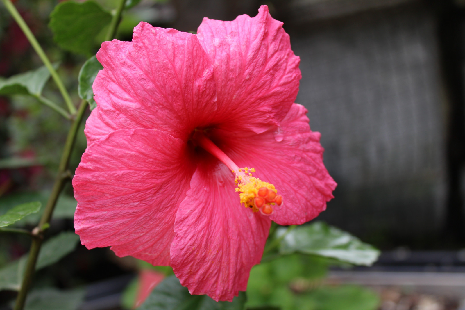 barvitý, květiny, Červené, ibišek, květ, rostlina, flóra, okvětní lístek, suchozemská rostlina, kvetoucí rostlina, makro fotografie, čínský ibišek, Slézotvaré, sléz rodina