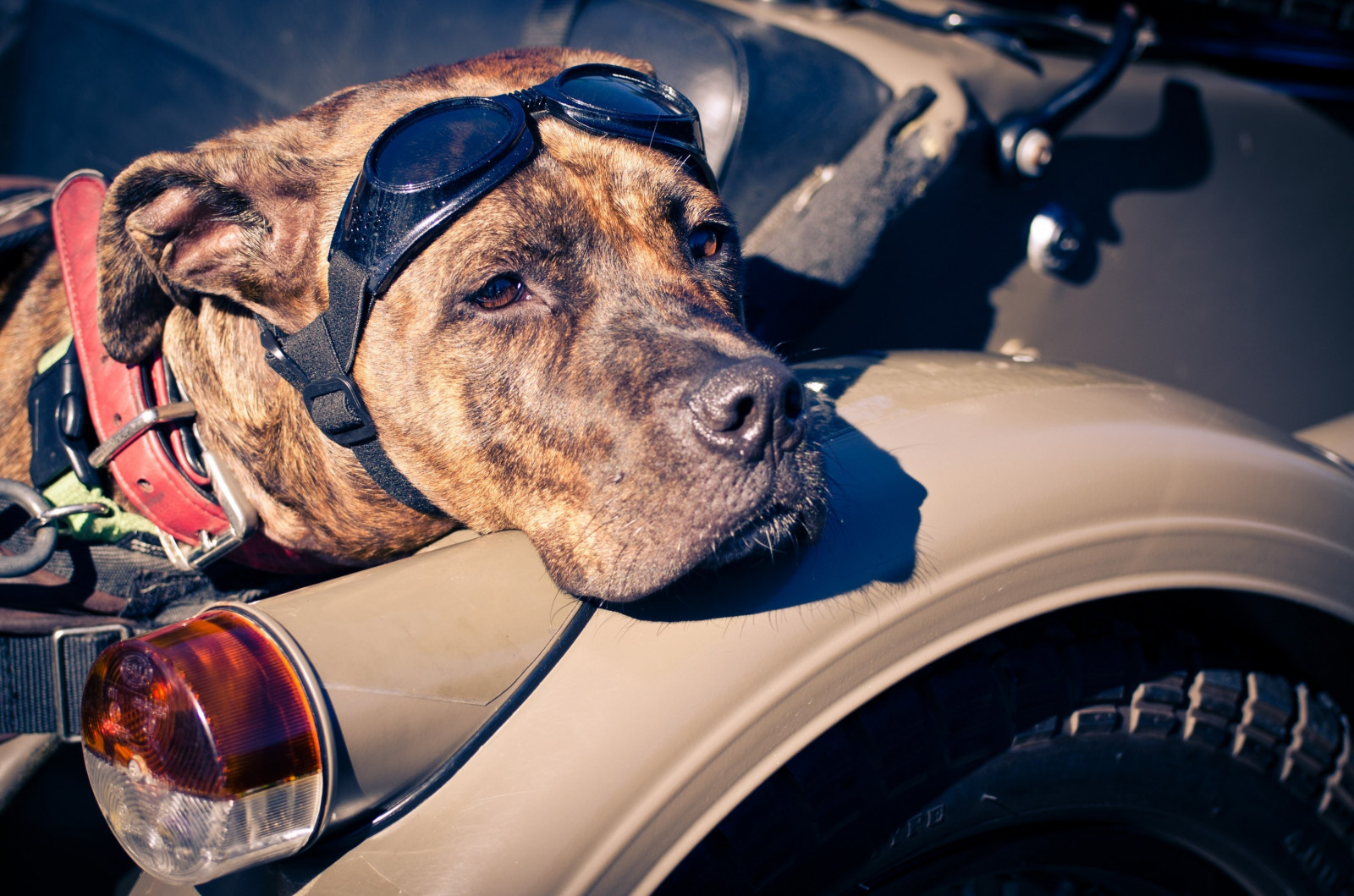Wallpaper car, glasses, vehicle, look, automobile make, dog like