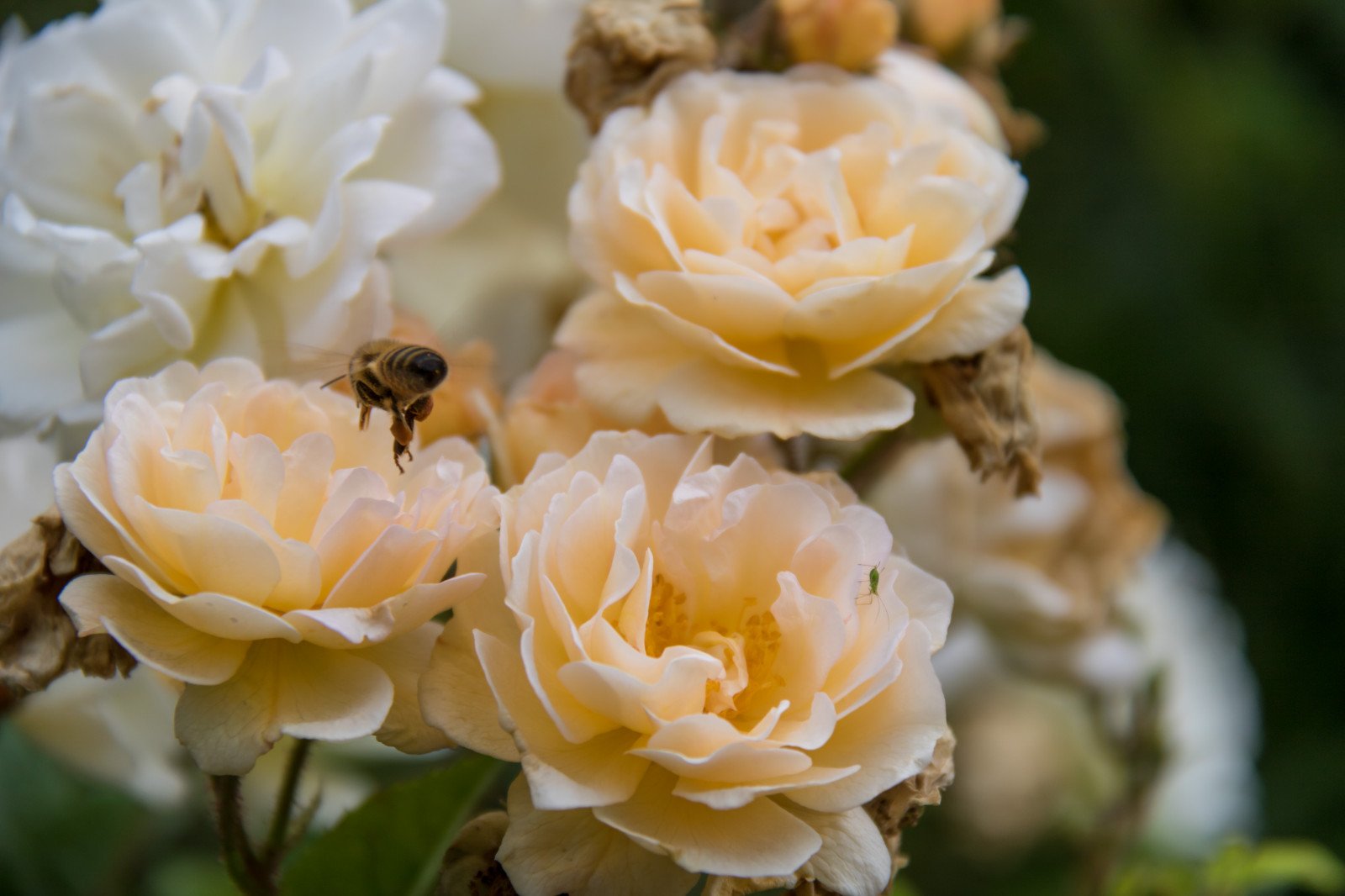 hmyz, žlutý, růže, květ, Ros, květ, rostlina, flóra, Blomma, exif modelu canoneos760d, geocountry, Kamera aby kánon, geocity, Model fotoaparátu canoneos760d, geostate, geolocation, EXIF čočka efs18200mmf3556is, exif focallength 200mm, exif aby kánon, EXIF isospeed 100, EXIF otvor 63, insekt, okvětní lístek, botanika, suchozemská rostlina, kvetoucí rostlina, zblízka, makro fotografie, zahradní růže, růže rodina, růže objednávka, floribunda