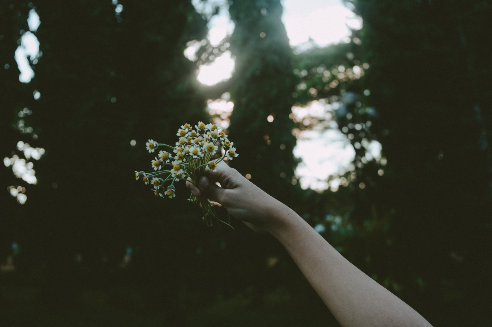 luce del sole, mani, fiori, acqua, natura, riflessione, piante, ramo, verde, leggero, albero, foglia, fiore, pianta, flora, oscurità, pianta legnosa, fotografia macro