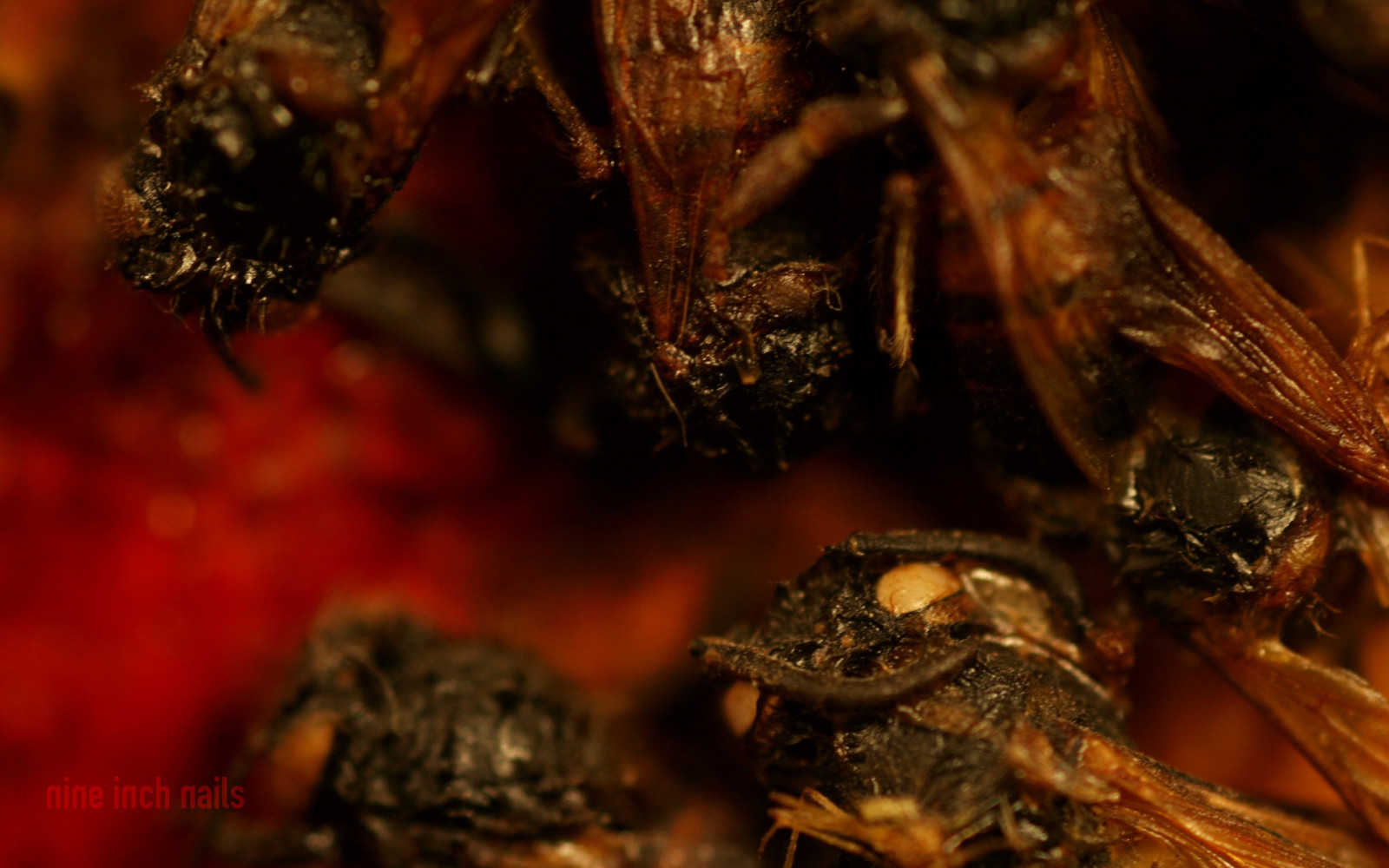 hmyz, pyl, Nine Inch Nails, Sestupnou spirálu, Včela, 2560x1600 px, počítač tapeta, zblízka, makro fotografie, bezobratlý, členovců, organismus, membrána okřídlený hmyz, včelí med, opylovači, tarantule