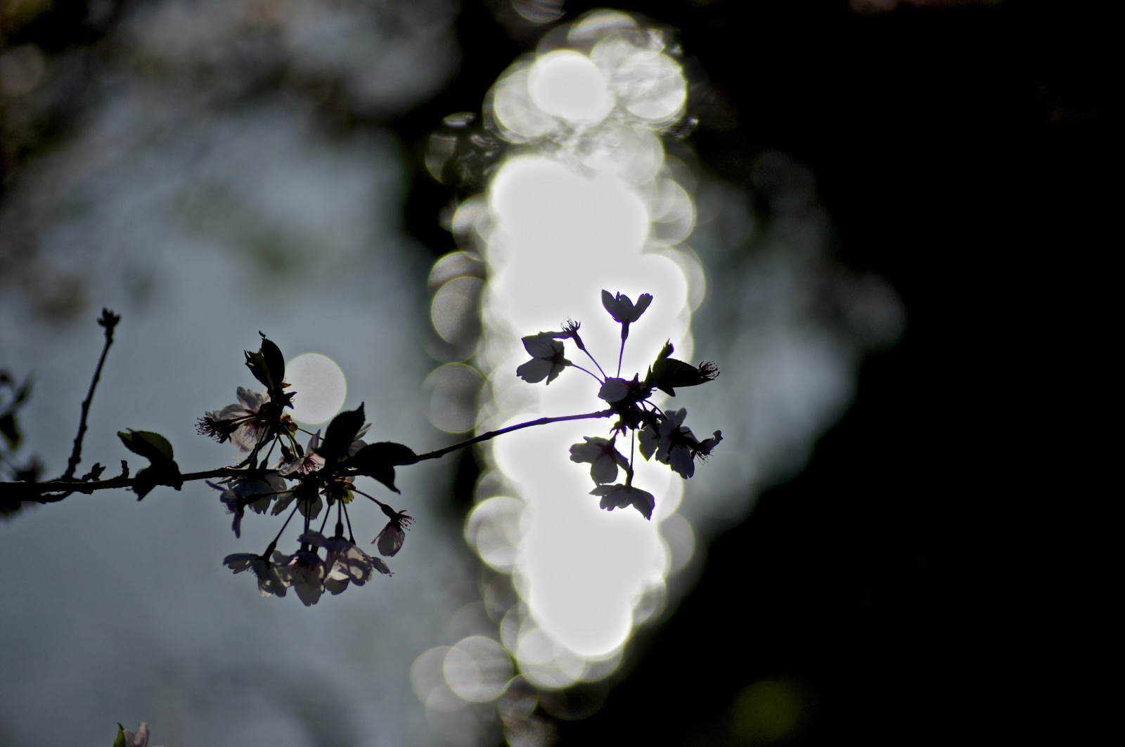 květ, flóra, rostlina, květ, větev, jaro, větvička, makro fotografie, okvětní lístek, strom