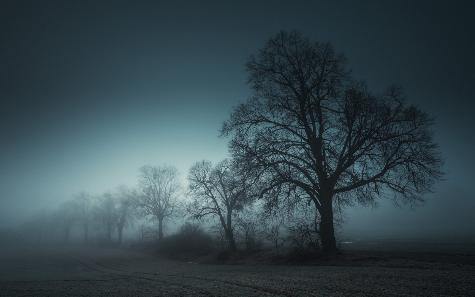 แสงแดด, ต้นไม้, แนวนอน, ขาวดำ, กลางคืน, ธรรมชาติ, ท้องฟ้า, หิมะ, ฤดูหนาว, ฟิลด์, สาขา, พระอาทิตย์ขึ้น, ตอนเย็น, เช้า, หมอก, แสงจันทร์, บรรยากาศ, พุ่มไม้, พลบค่ำ, การแช่แข็ง, เบา, เมฆ, ต้นไม้, หมอก, สภาพอากาศ, รุ่งอรุณ, ปลูก, ความมืด, 1920x1200 px, ปรากฏการณ์บรรยากาศ, ไม้ยืนต้น