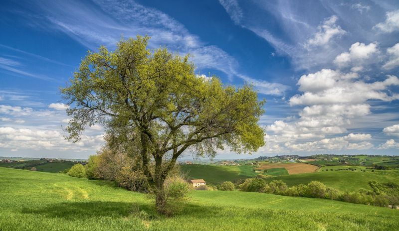 sunlight, trees, landscape, Italy, hill, nature sunlight, trees, landscape, Italy, hill, nature