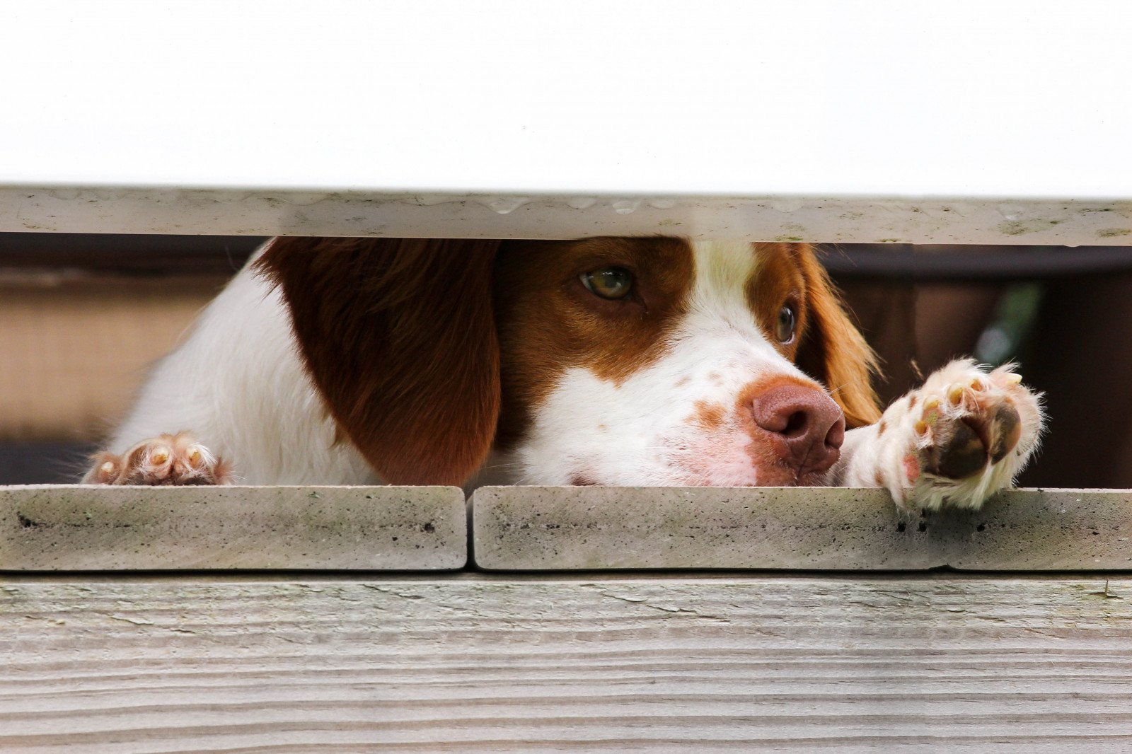 ฝน, หมา, สัตว์เลี้ยง, อาทิตย์, คิงชาร์ลสแปเนียล, ลูกสุนัข, สัตว์เลี้ยงลูกด้วยนม, บริตตานี, สัตว์มีกระดูกสันหลัง, สุนัขชอบเลี้ยงลูกด้วยนม, สแปเนียล, cavalier king charles spaniel, สายพันธุ์สุนัข, kooikerhondje