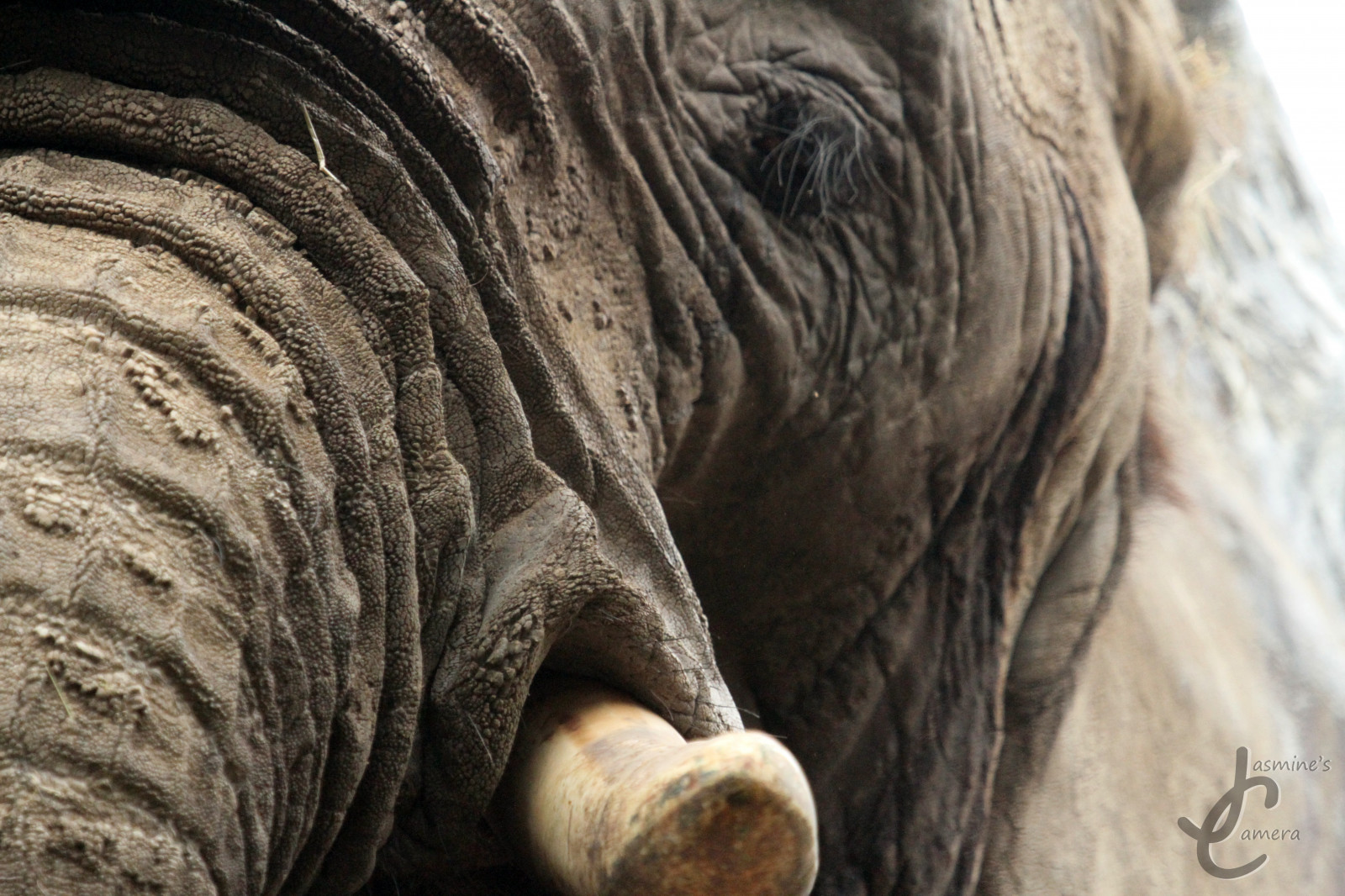 vild, elefant, makro, dyr, dyr, Zoo, afrikansk, dyreliv, tæt, Howletts, africanelephant, howlettszoo