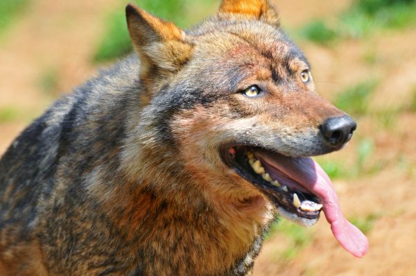dog, wildlife, wolf, Switzerland, Nikon, teeth