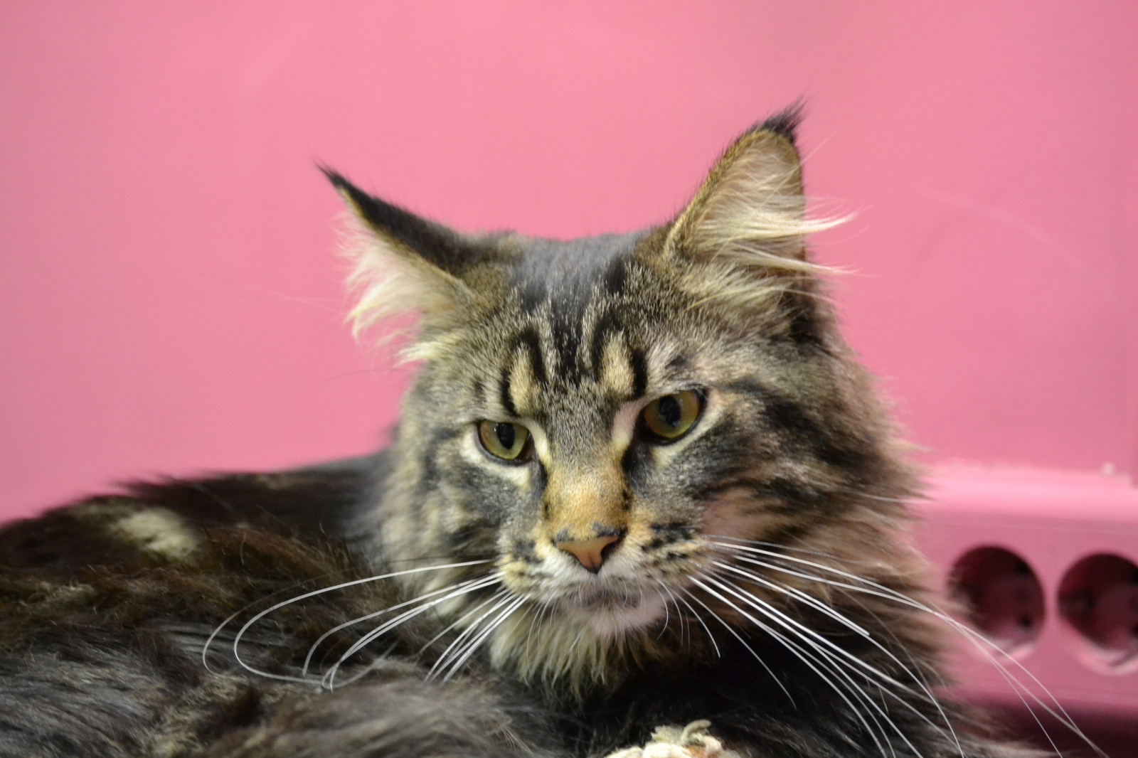 tvář, kočka, kníry, Mainská mývalí, divoká kočka, uši, kotě, načechraný, fauna, savec, obratlovců, kočka jako savci, malé až středně velké kočky, domácí krátké vlasy kočka, Evropská krátkosrstá, domácí dlouhé vlasy kočka, Norská lesní kočka