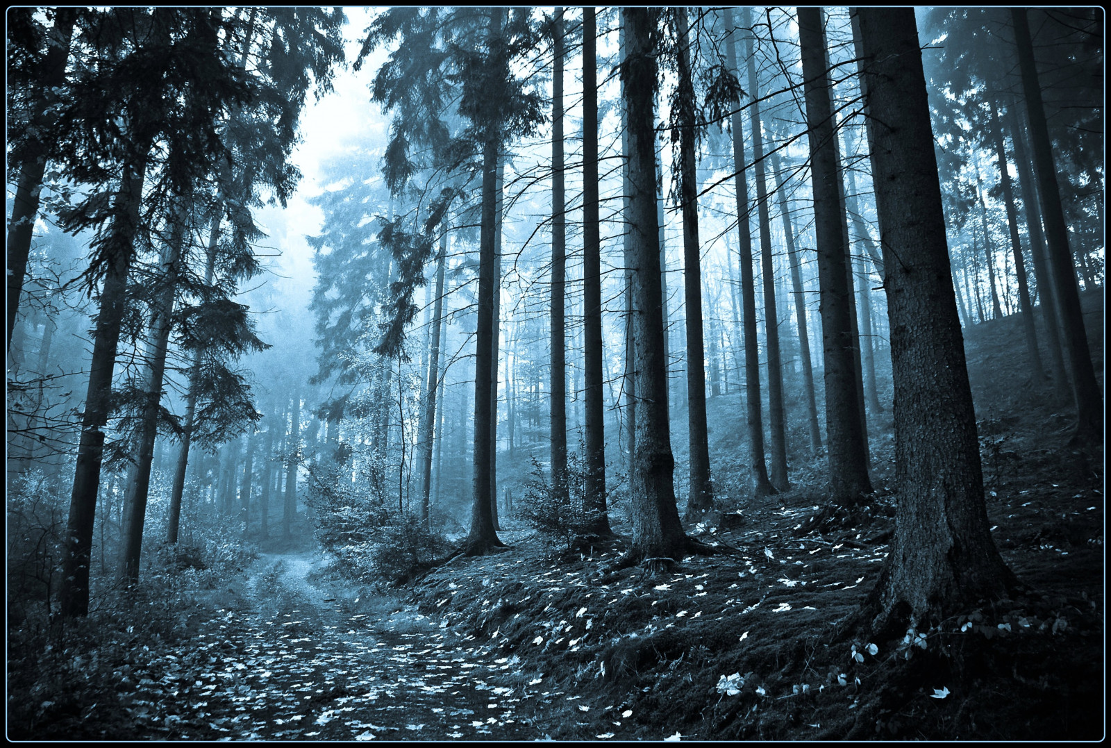 sollys, Skov, natur, vinter, træ, morgen, Tyskland, tåge, støv, sti, cyan, Köln, KUNST, træ, tåge, vejr, sæson, vej, mørke, kreativ, abigfave, theunforgettablepictures, platinumphoto, goldstaraward, skærmbillede, Oberberg, vanagram, skov, levested, naturligt miljø, atmosfærisk fænomen, computer tapet, sort og hvid, monokrom fotografering, vedplante, geografisk funktion, økosystem