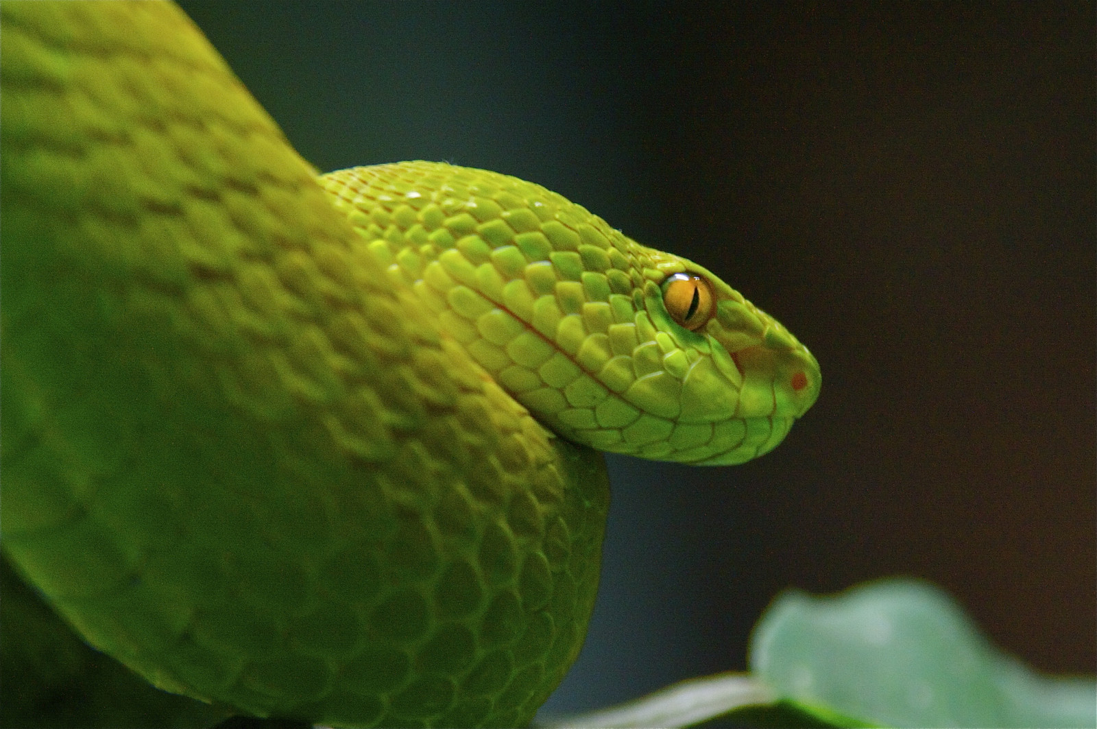 plaz, zmenšen plazů, had, had, mamba, fauna, Mamba zelená, organismus, ZMIJE, Elapidae, vine snake, makro fotografie, chřestýš, africký chameleon, chameleón, Volně žijících živočichů